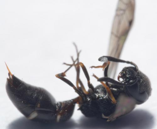 Microdynerus sp.