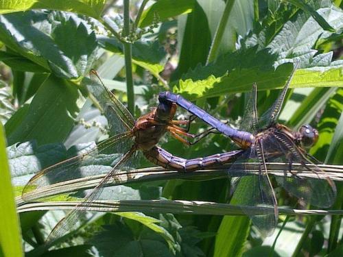 Réf. 88 525 : Orthetrum coerulescens