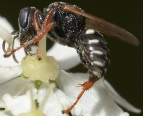 Oxybelus uniglumis
