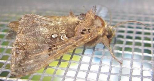 Réf. 88 232 : Argyrogramma signata