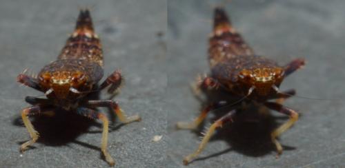 Réf. 88 592 : Orientus ishidae