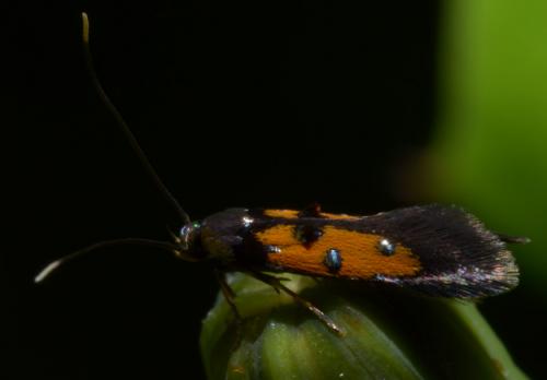 Réf. 88 708 : Chrysoclista linneella