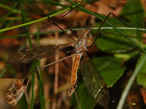 Réf. 88 137 : Tipula scripta