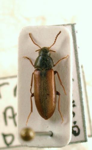 Dolotarsus lividus