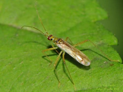 Dicyphus pallidus