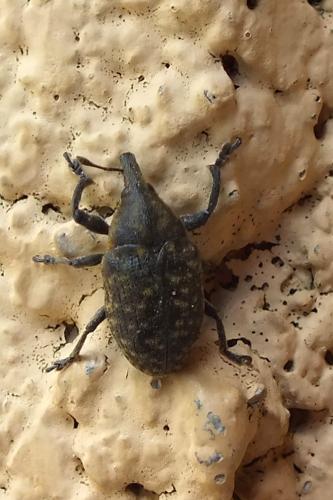 Larinus turbinatus