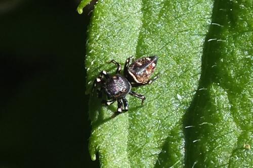 Réf. 88 575 : Heliophanus kochii
