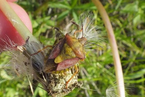 Carpocoris purpureipennis