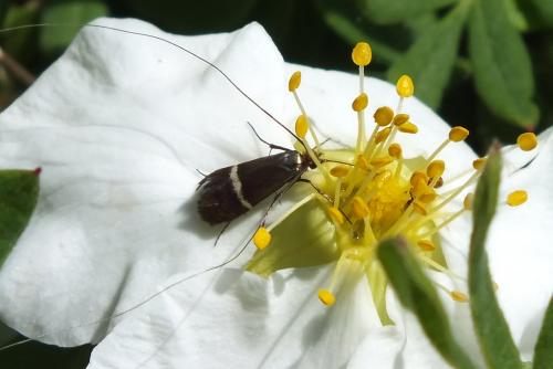Adela australis