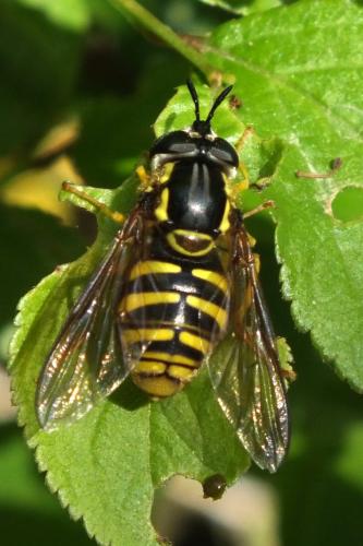 Réf. 88 402 : Chrysotoxum cautum
