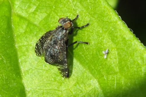 Réf. 88 238 : Platystoma sp.