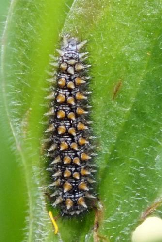 Réf. 88 403 : Melitaea sp.
