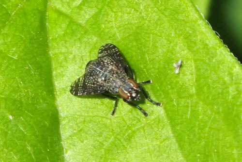 Réf. 88 252 : Platystoma sp.