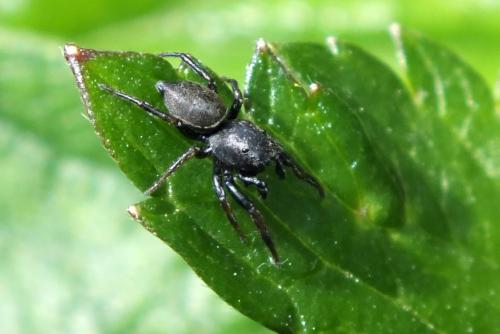 Réf. 88 653 : Heliophanus sp.