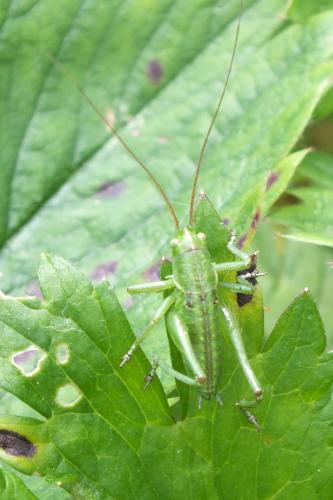 Tettigonia viridissima
