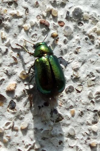 Smaragdina concolor