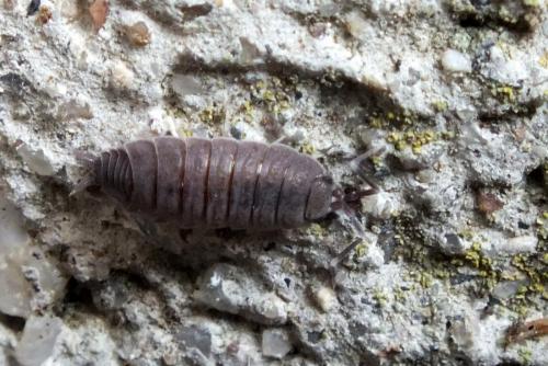 Porcellionides pruinosus