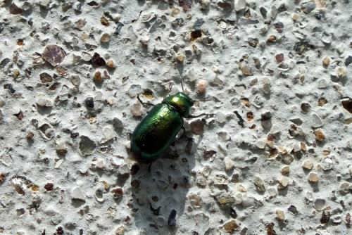 Smaragdina concolor