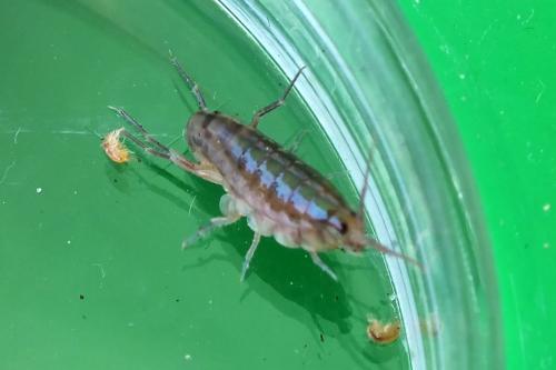 Orchestia sp.
