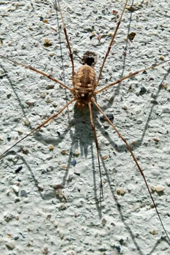 Phalangium opilio