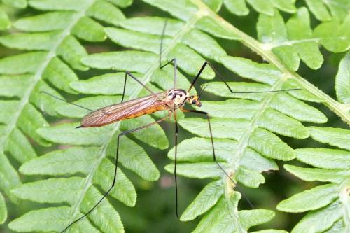 Nephrotoma flavescens