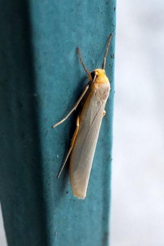 Réf. 88 775 : Eilema sp.