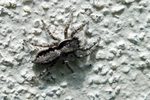 Menemerus taeniatus