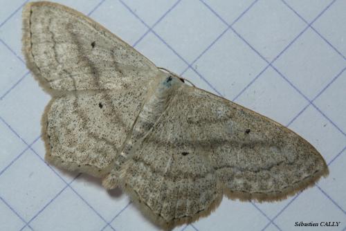 Réf. 88 569 : Scopula nigropunctata