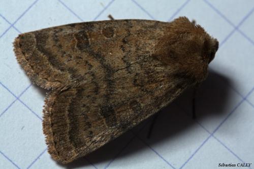 Hoplodrina octogenaria