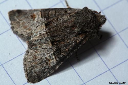 Réf. 88 567 : Brachylomia viminalis