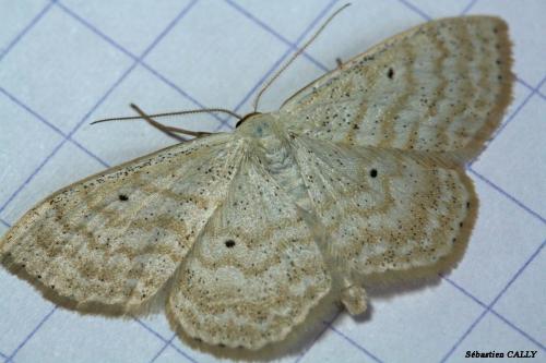 Réf. 88 568 : Scopula immutata