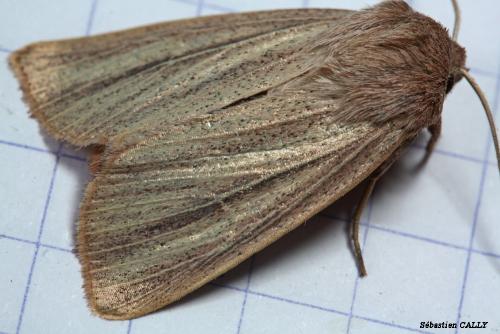 Réf. 88 664 : Mythimna pudorina