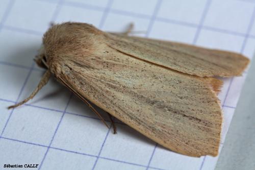 Réf. 88 665 : Mythimna pudorina