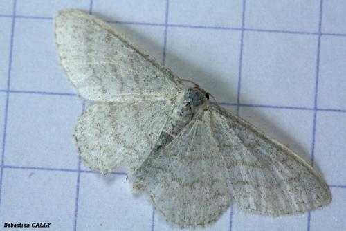 Réf. 88 667 : Idaea subsericeata