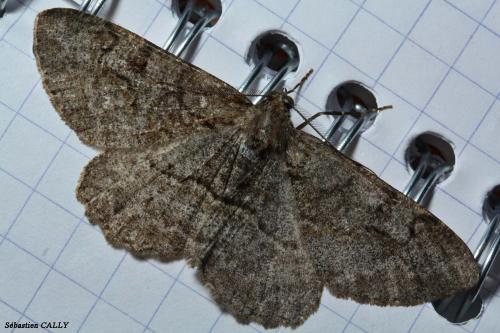 Réf. 88 566 : Alcis repandata