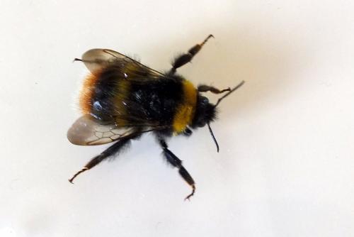 Bombus pratorum