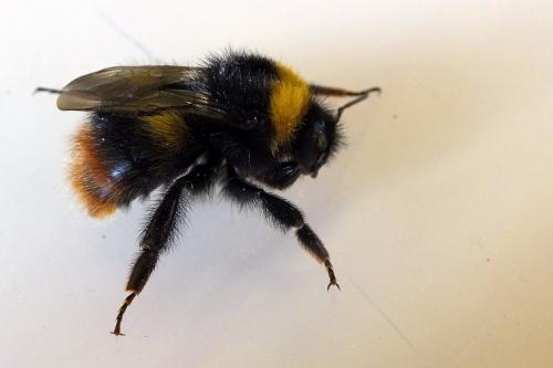 Bombus pratorum