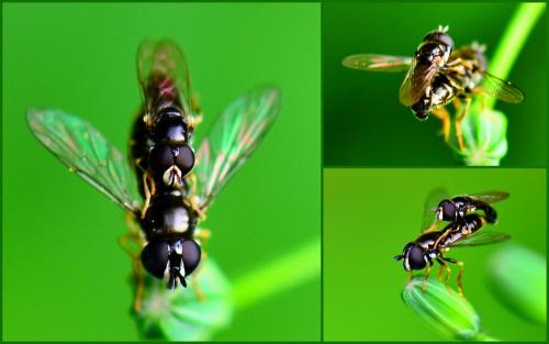 Réf. 88 823 : Paragus sp.