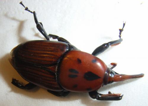 Rhynchophorus ferrugineus