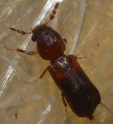 Scobicia chevrieri