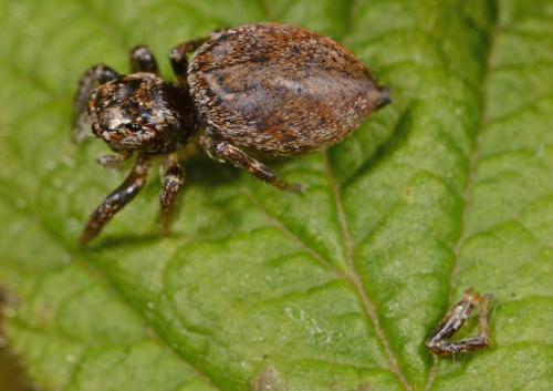 Evarcha falcata