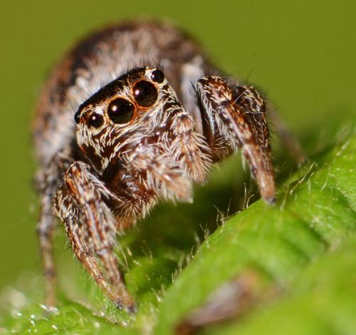 Réf. 88 817 : Evarcha falcata