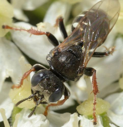 Oxybelus uniglumis