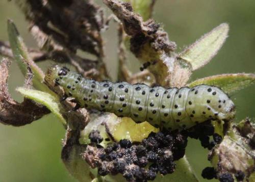Polychrysia moneta