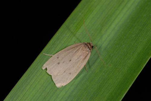 Pelosia obtusa