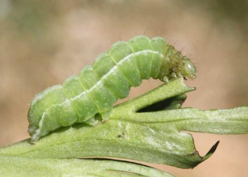 Réf. 88 510 : Polychrysia moneta