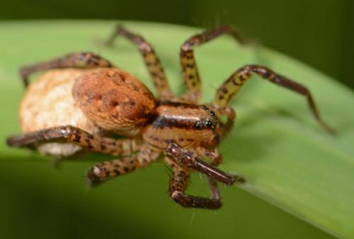 Réf. 88 059 : Hygrolycosa rubrofasciata