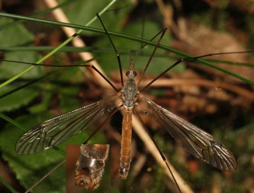 Réf. 88 138 : Tipula scripta
