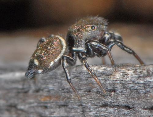 Heliophanus tribulosus