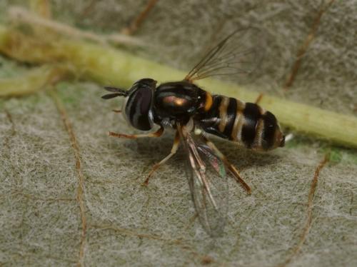 Réf. 88 562 : Paragus quadrifasciatus